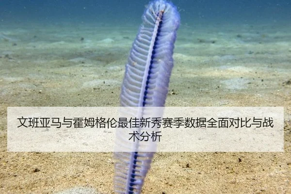 文班亚马与霍姆格伦最佳新秀赛季数据全面对比与战术分析